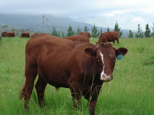 Cow on farm 