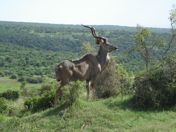 Kudu in Addo Elephant Park 