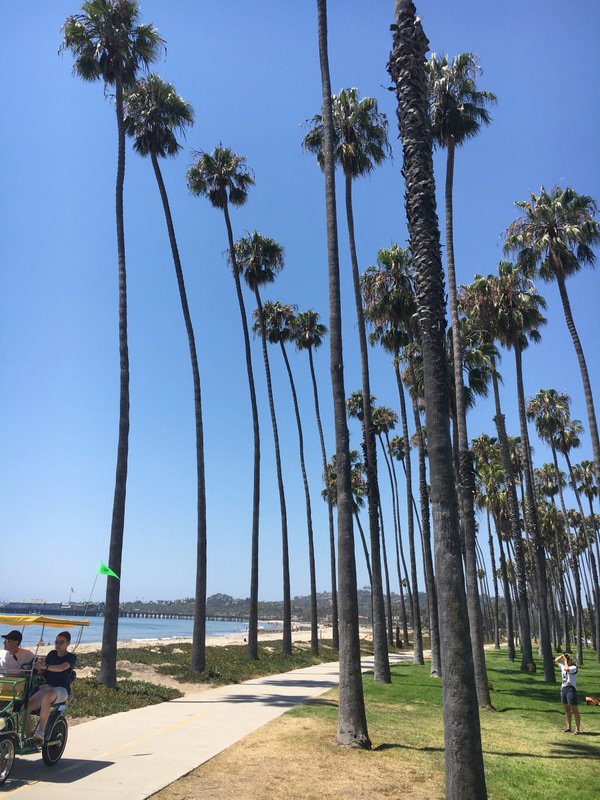 Palm trees Santa Barbara
