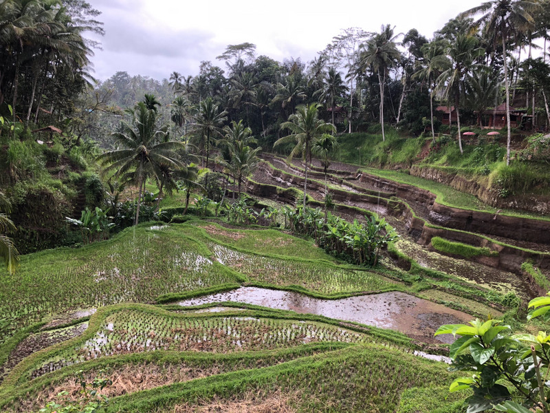 Tegallalang rice fields - Ubud 
