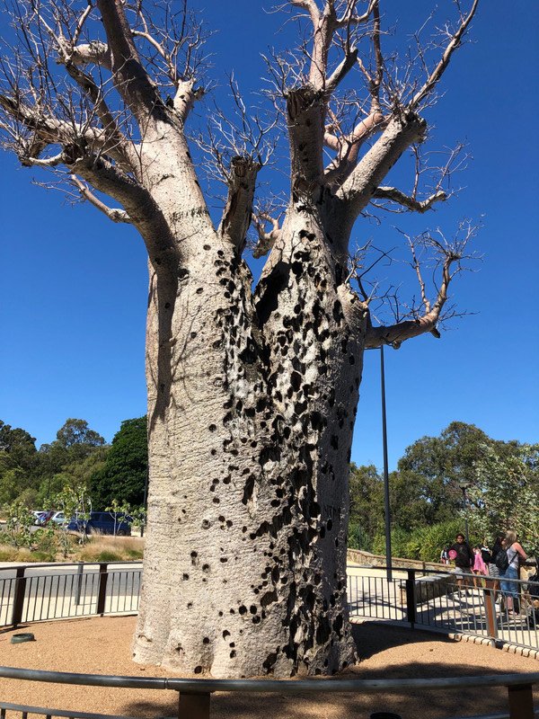 Boab tree Kings Park Perth