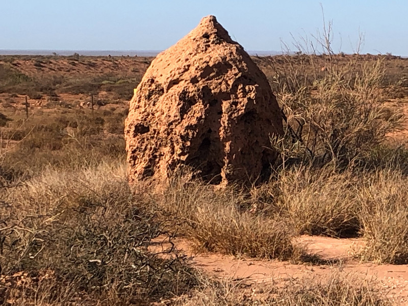 Termite hill WA.