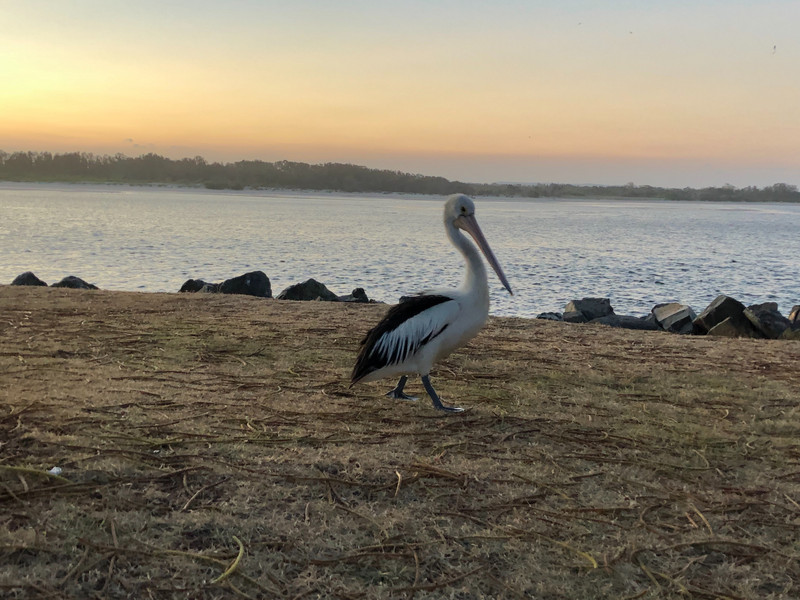pelican crossing