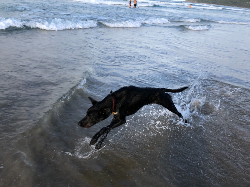 dog having fun - Byron Bay