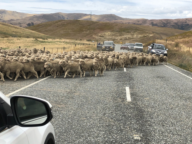 traffic jam NZ style