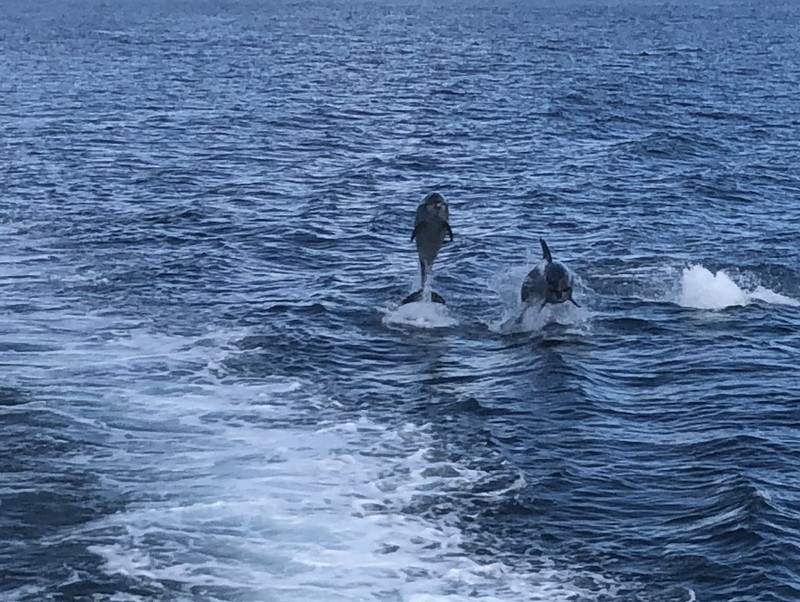 leaping dolphins- Bay of Islands