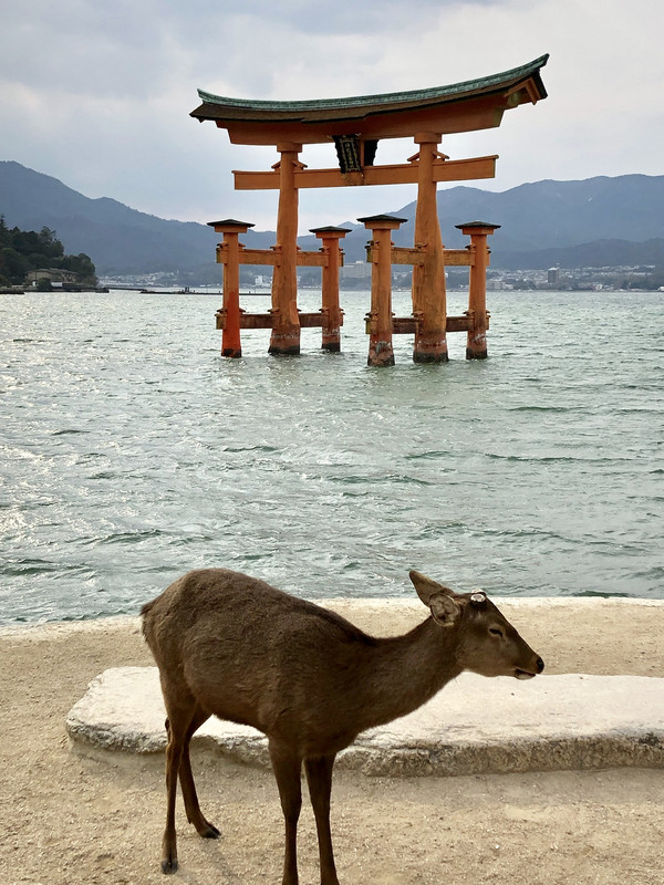Floating Torii and Deer - Miyajima island 