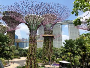Supertrees - Gardens by the Bay