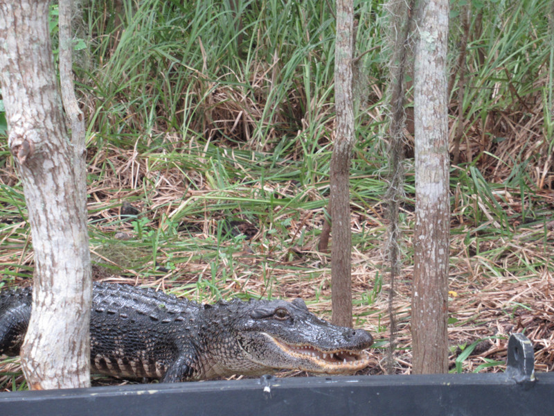 Alligator guarding its nest