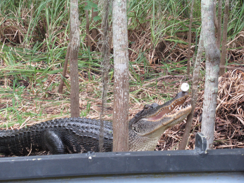 Alligator guarding its nest