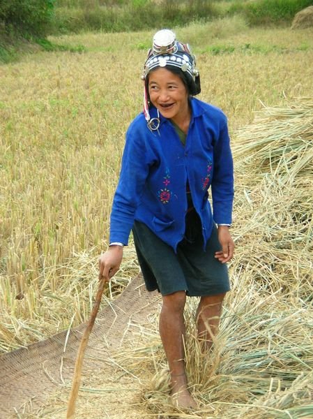 Akha qui travaille dans les champs de riz