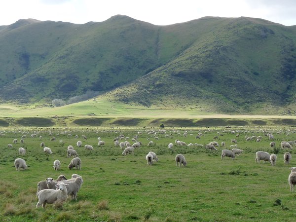 40 millions de moutons en Nouvelle-Zelande !