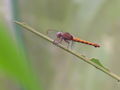 Dragonfly in the gardens