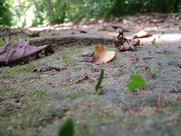 A trail of leaf-cutter ants hard at work