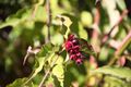 Native Flora - Himalayan Honeysuckle