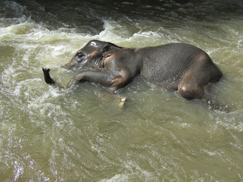 Elephant swimming