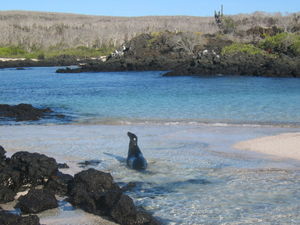 Haven of the Sea Lions