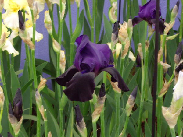 Black irises at the Chelsea Flower show