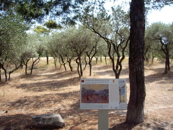 Olive trees, Van Gogh trail