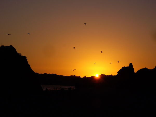 Sunset with birds 
