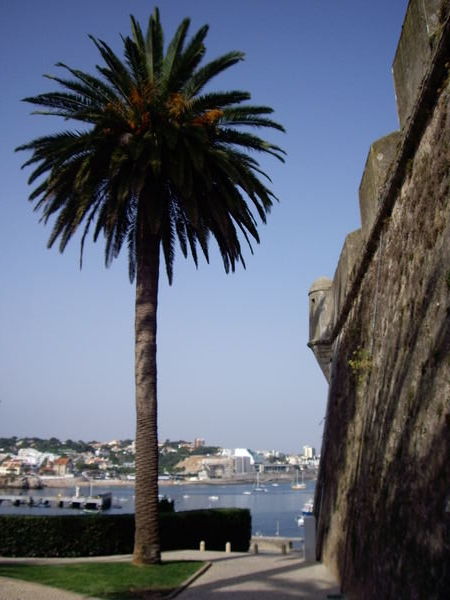 The fort, a palm tree and view to the port