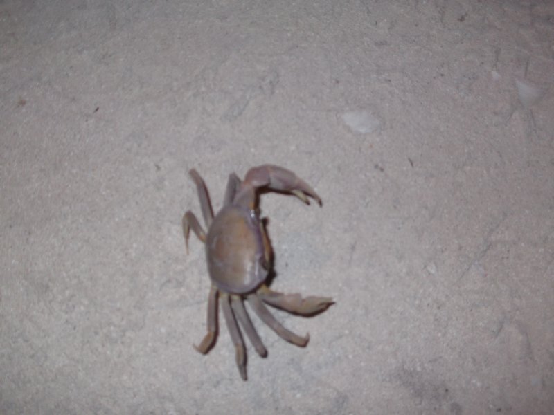 Local crabs 