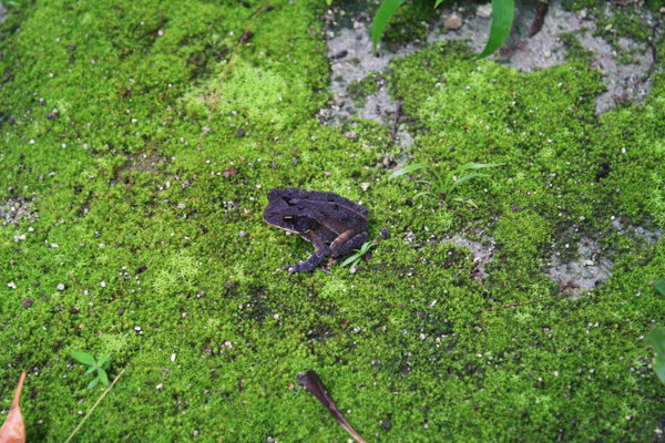 Jungle frog