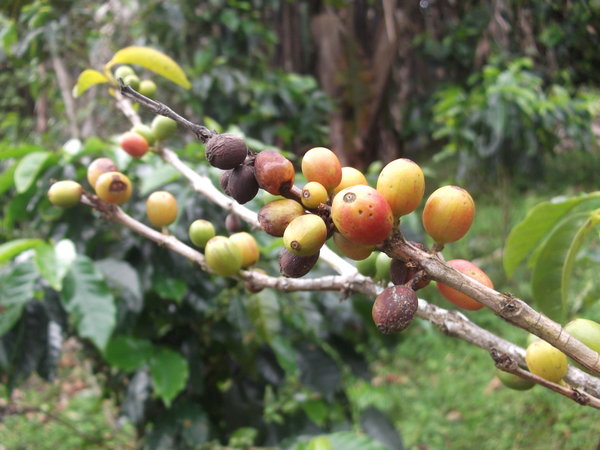 Coffee beans grow on trees!