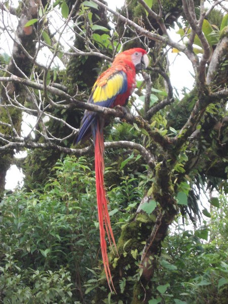 Colourful parrot at ziplining 