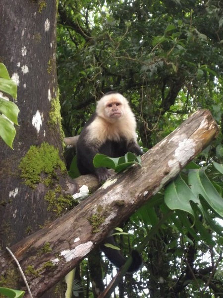 Capuchin monkeys at our hotel - Monteverde
