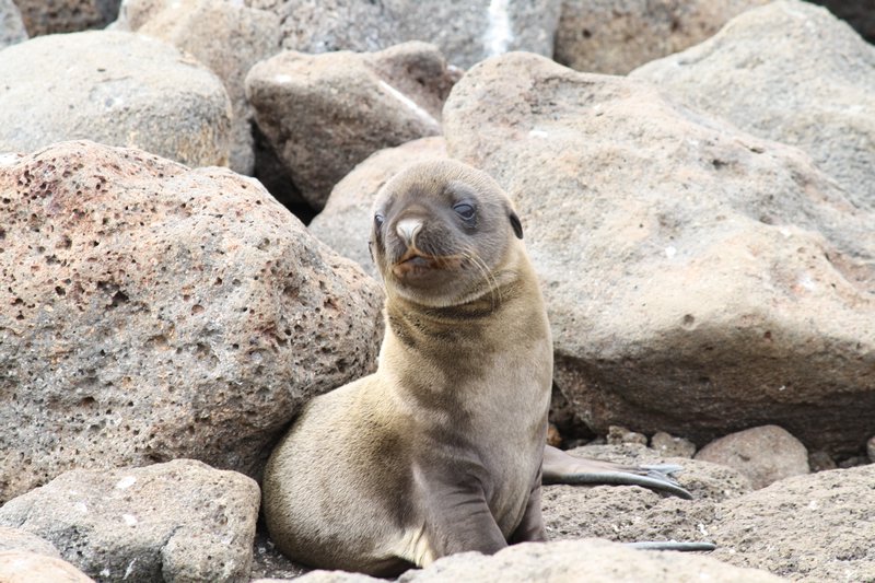 Bubba seal