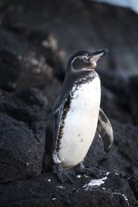 Galapagos penguins 