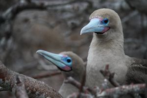 Red footed boobies