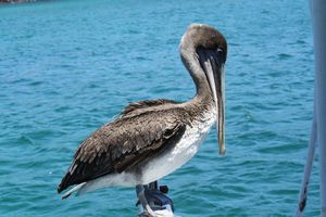 Friendly pelican on the boat