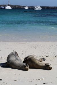 Hard life for sea lions 