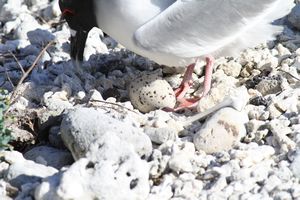 taking care of eggs - lava gulls 