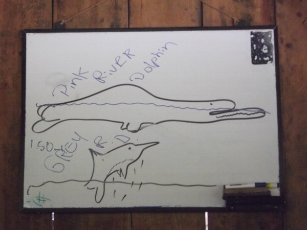 How to tell a pink river dolphin from a grey one (v scientific)