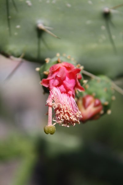 Gorgeous cactus flower