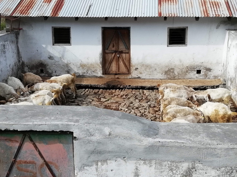 Angora farm sheeps, Gwaldam