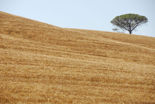 Wheat fields of Tuscany