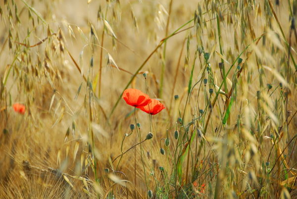 Poppies in the Wheat