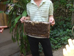 Friendly Vietnamese bees