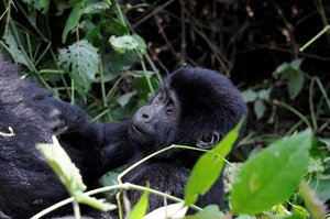 1608 baby gorilla