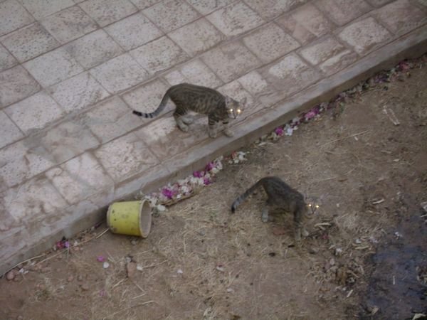 Khartoum - demon cats