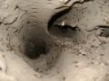 Inside a termite mound