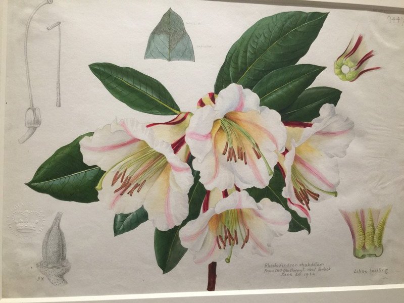 Botanical watercolor by Masumi Yamanaka