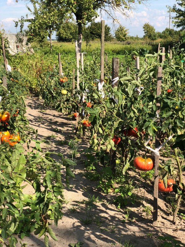 The tomato patch