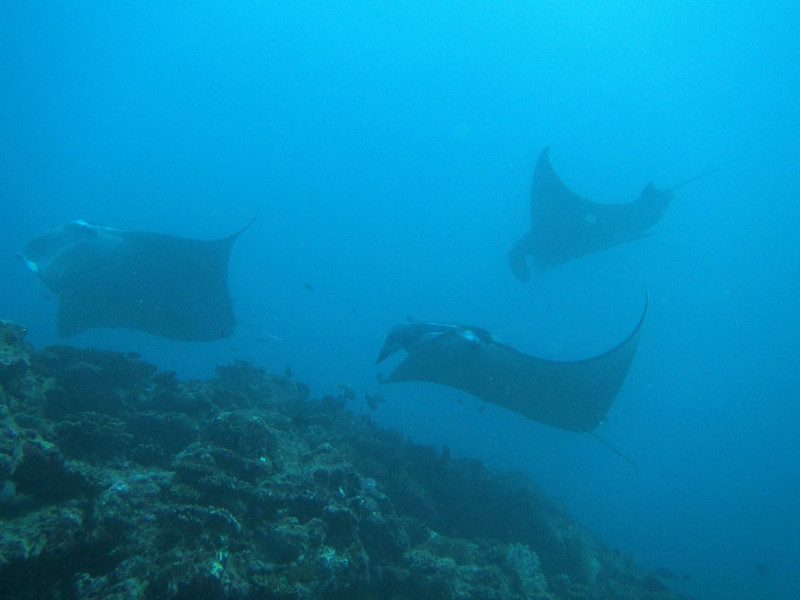 Always fun to dive with mantas...