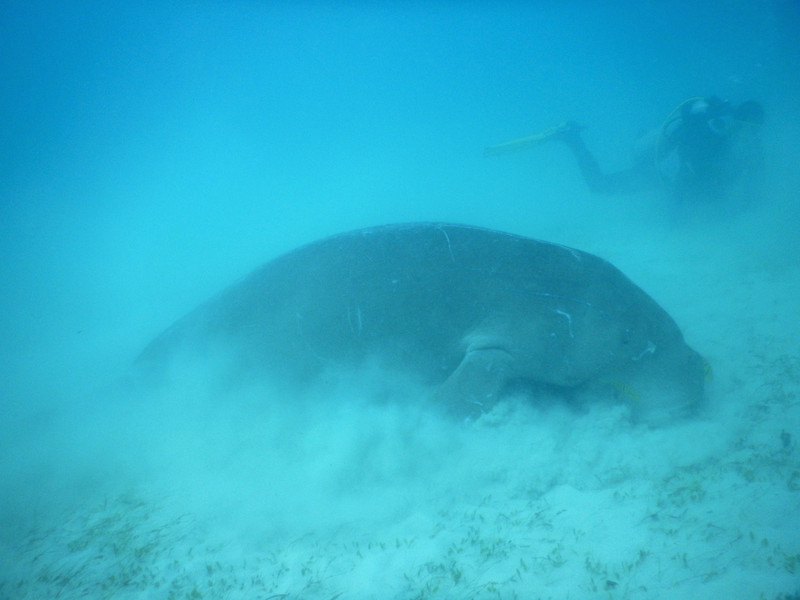 Dugong, also known as a sea cow...