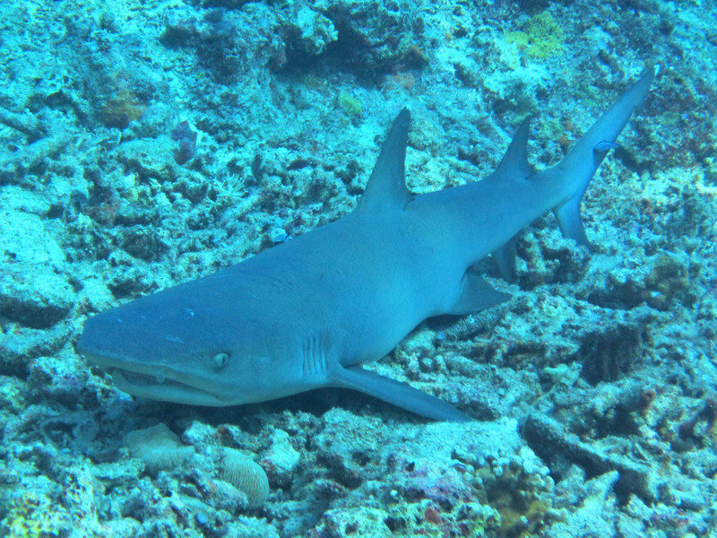Resting white tip shark, Apo reef